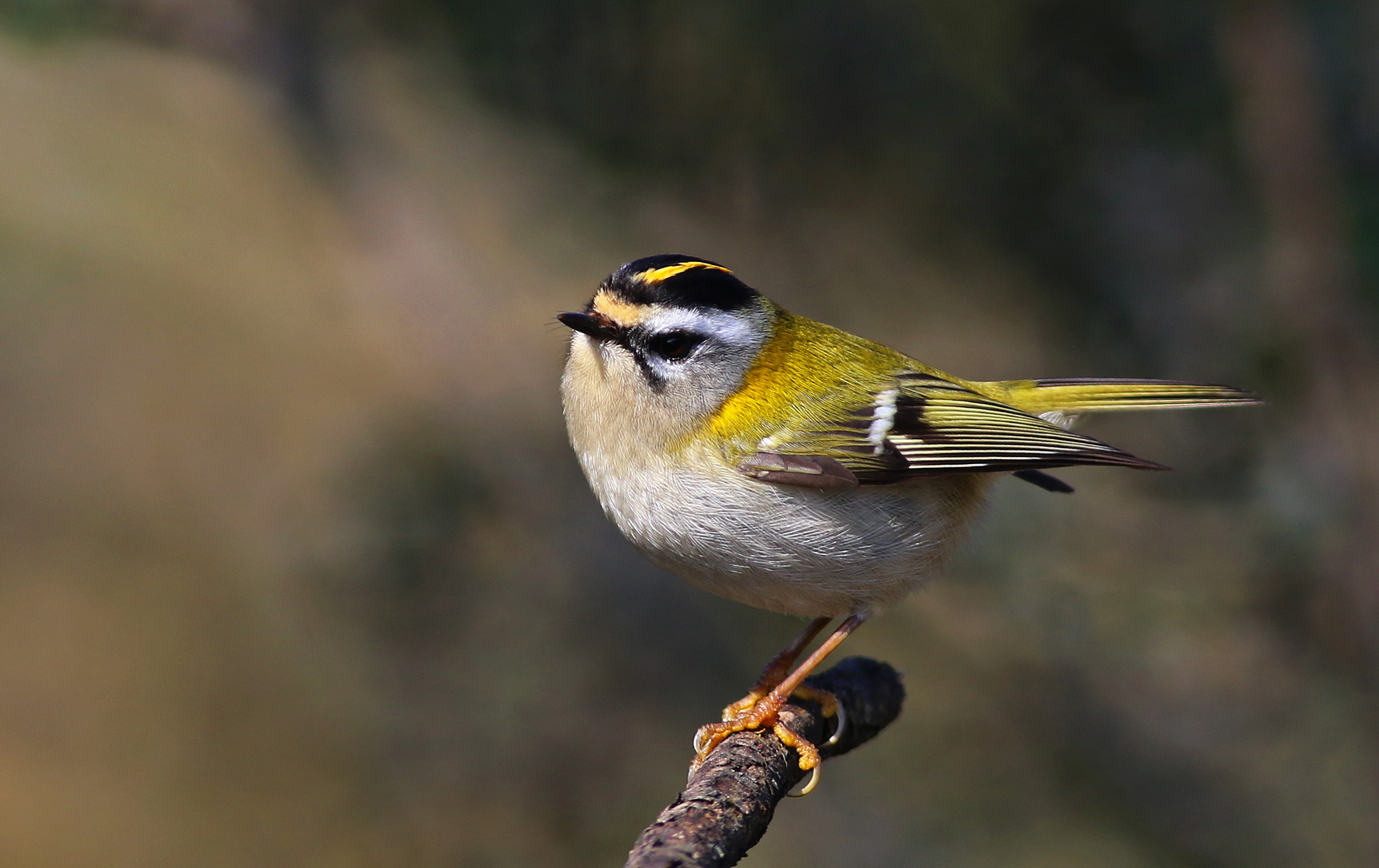 Common Firecrest